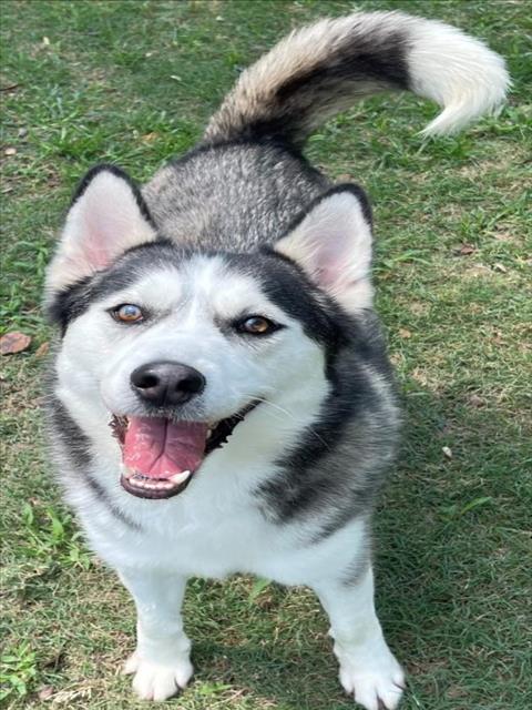 adoptable Dog in Texas City, TX named JACK