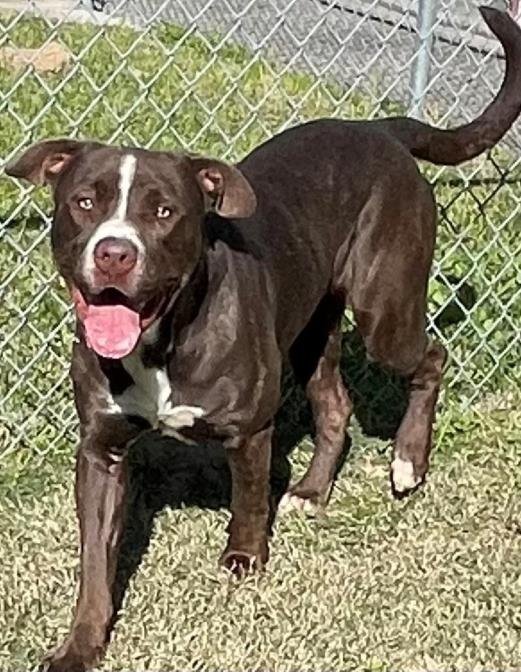 adoptable Dog in Texas City, TX named JC