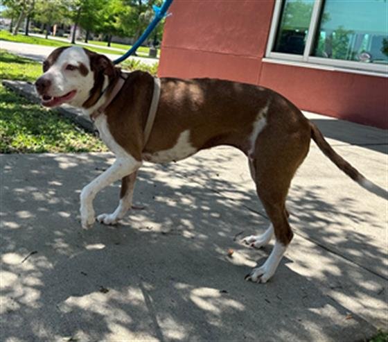 adoptable Dog in Texas City, TX named ELORA