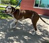 adoptable Dog in  named ELORA