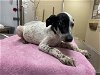 adoptable Dog in texas city, TX named BUTTERCUP