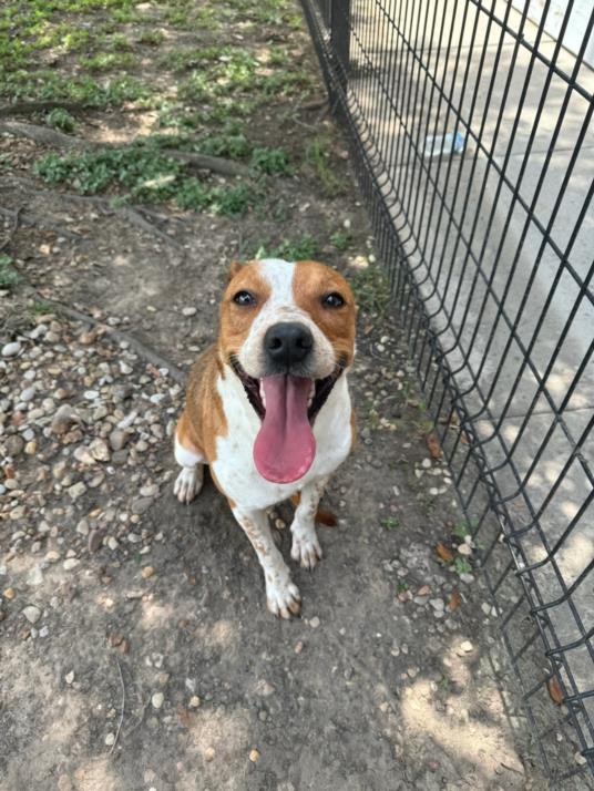 adoptable Dog in Texas City, TX named ROSIE