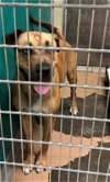adoptable Dog in  named CREW