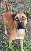 adoptable Dog in Texas City, TX named CREW