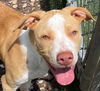 adoptable Dog in Texas City, TX named BOSS