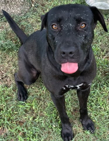 adoptable Dog in Texas City, TX named CHELSEA