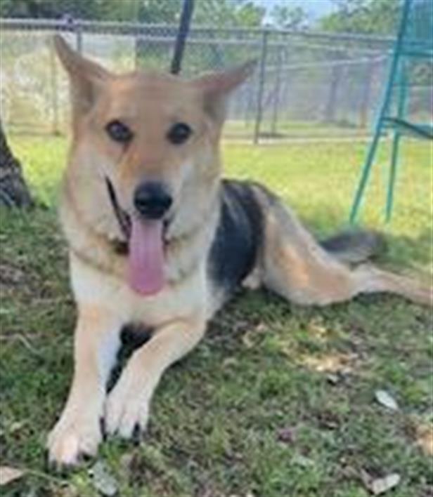 adoptable Dog in Texas City, TX named LUNA