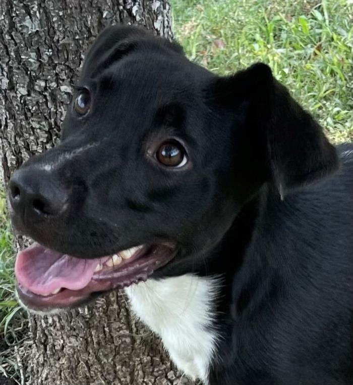 adoptable Dog in Texas City, TX named HONEY