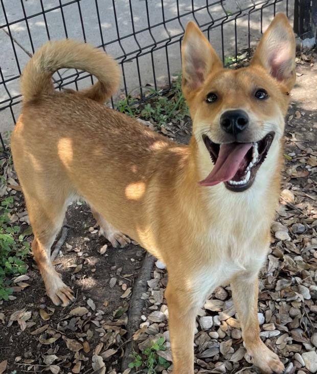 adoptable Dog in Texas City, TX named FOXIE