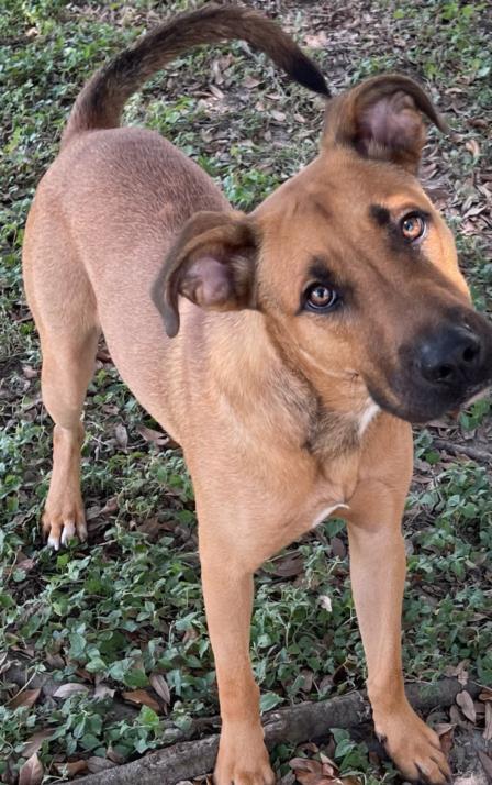 adoptable Dog in Texas City, TX named GIBSON