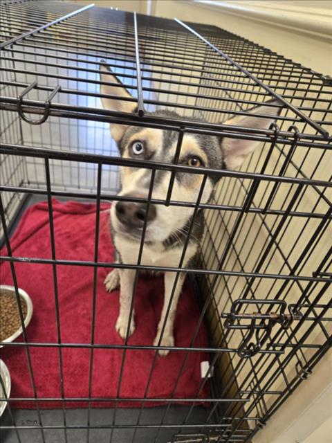 adoptable Dog in Texas City, TX named KIA