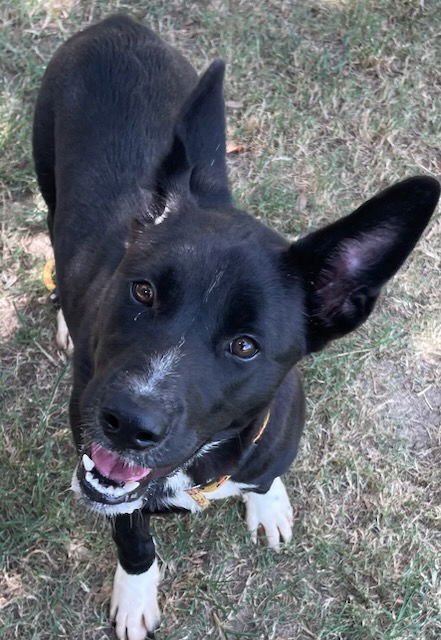 adoptable Dog in Texas City, TX named STERLING