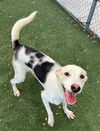 adoptable Dog in Texas City, TX named RIVER