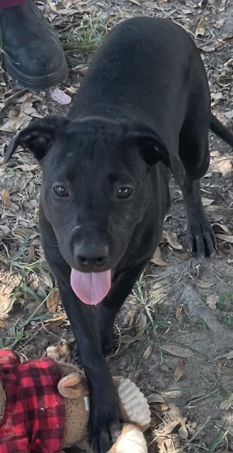 adoptable Dog in Texas City, TX named JESSIE