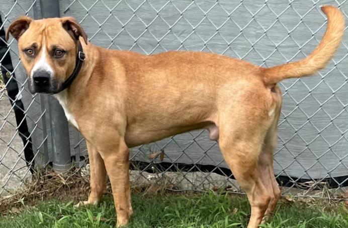 adoptable Dog in Texas City, TX named HOUNDINI