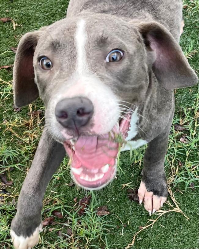 adoptable Dog in Texas City, TX named CHEWIE