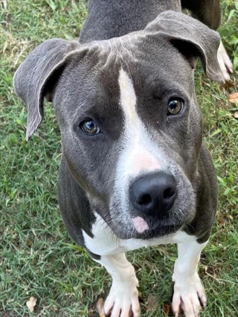 adoptable Dog in Texas City, TX named BLUE