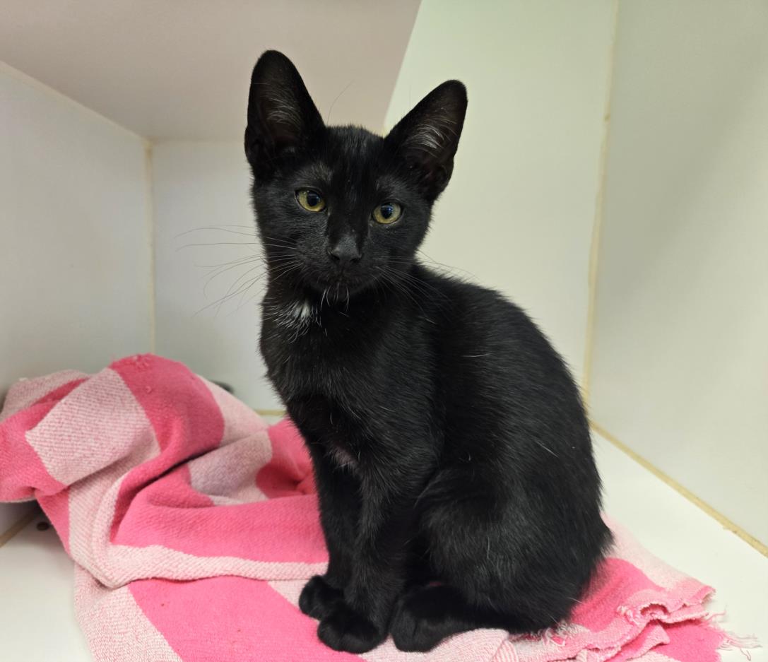 adoptable Cat in Texas City, TX named JEFFREY