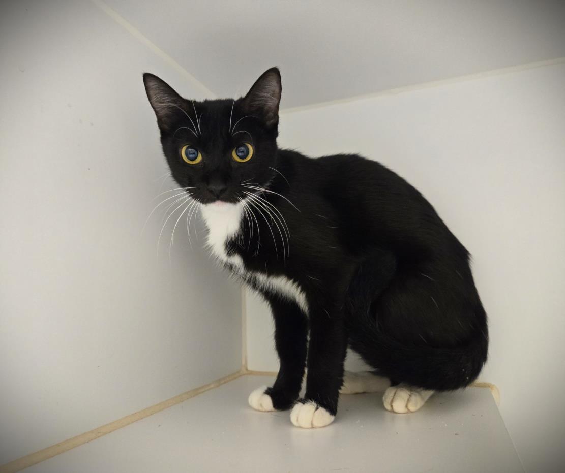 adoptable Cat in Texas City, TX named CRUELLA