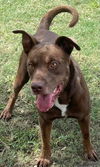 adoptable Dog in Texas City, TX named KODA