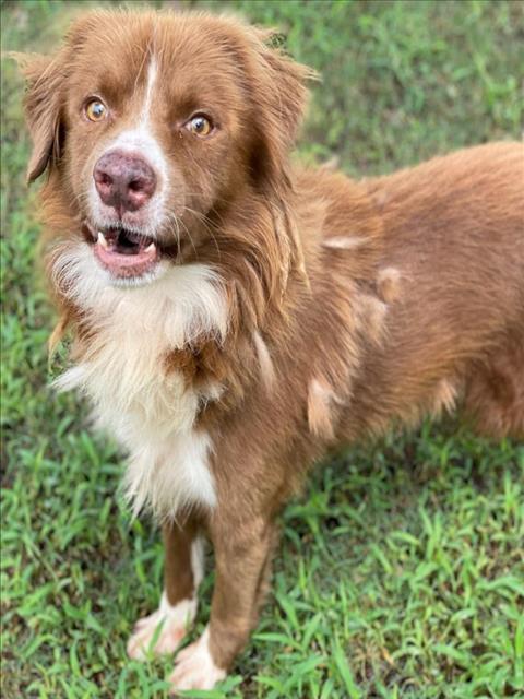 adoptable Dog in Texas City, TX named KOBE