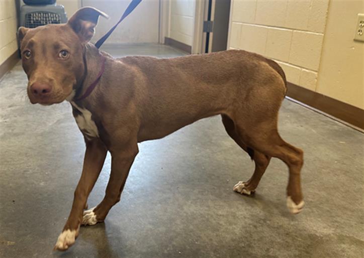 adoptable Dog in Texas City, TX named GLINDA