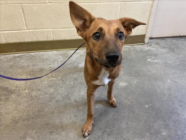 adoptable Dog in Texas City, TX named POTION