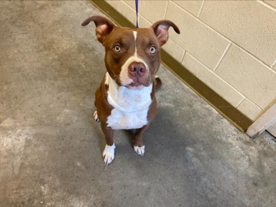 adoptable Dog in Texas City, TX named HEX