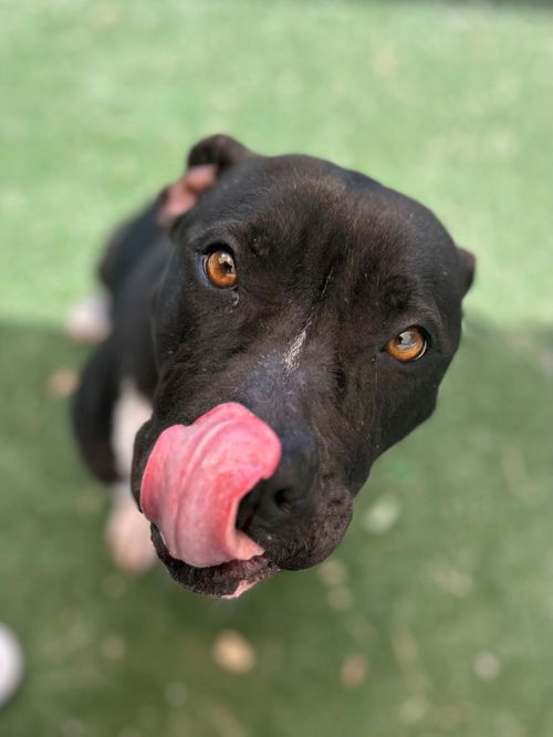 picture of the dog needing adoption