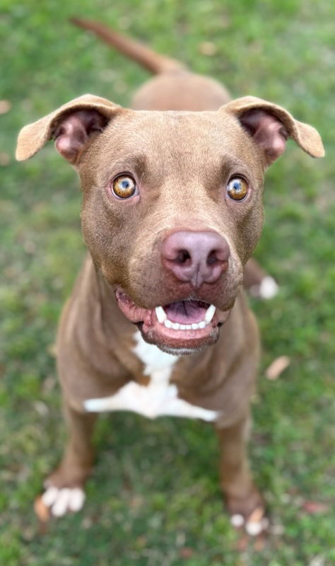 picture of the dog needing adoption