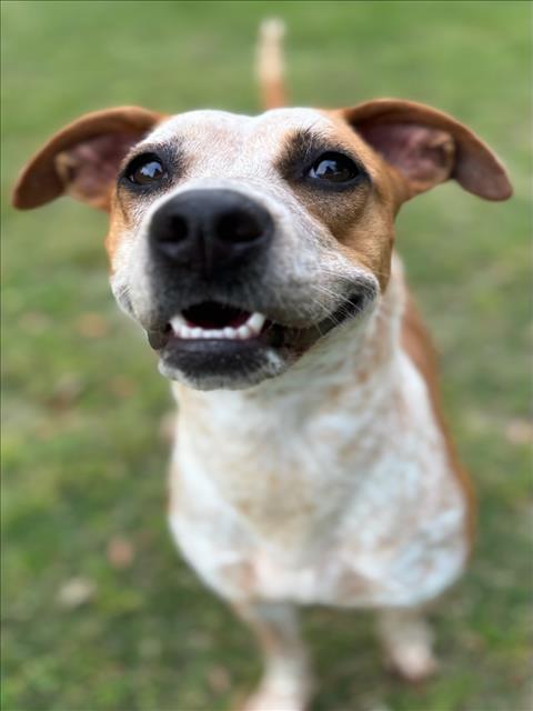 adoptable Dog in Texas City, TX named SAGE
