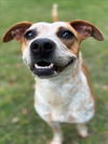 adoptable Dog in  named SAGE