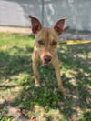 adoptable Dog in Texas City, TX named REESE