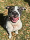 adoptable Dog in Texas City, TX named ODIN