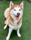 adoptable Dog in  named LUKA