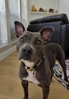 adoptable Dog in Texas City, TX named BUNNY