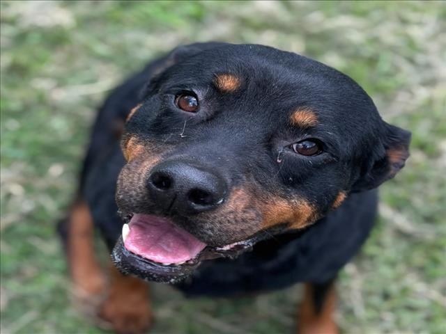 adoptable Dog in Texas City, TX named MARY