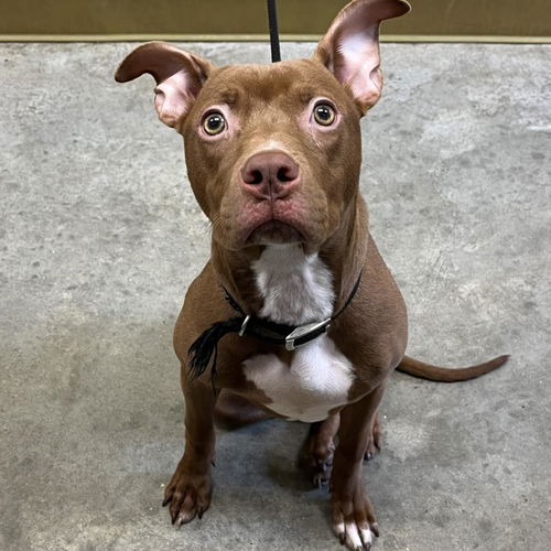 picture of the dog needing adoption