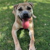 adoptable Dog in  named DEXTER