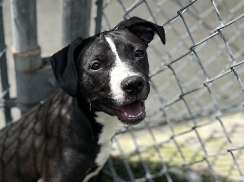 picture of the dog needing adoption