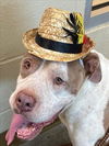 adoptable Dog in Texas City, TX named ROMAN