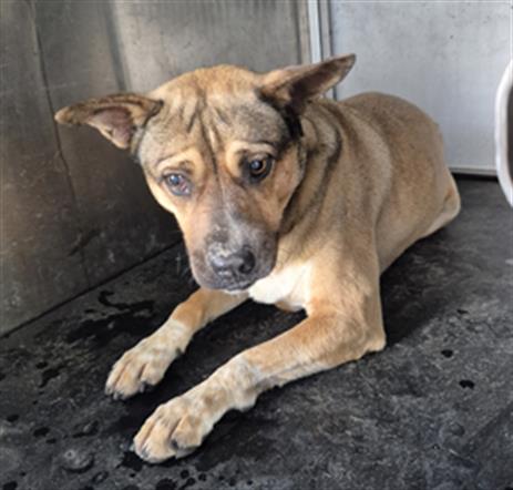 picture of the dog needing adoption