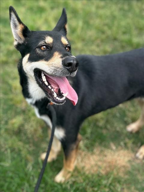 adoptable Dog in Texas City, TX named POPPY