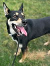 adoptable Dog in  named POPPY