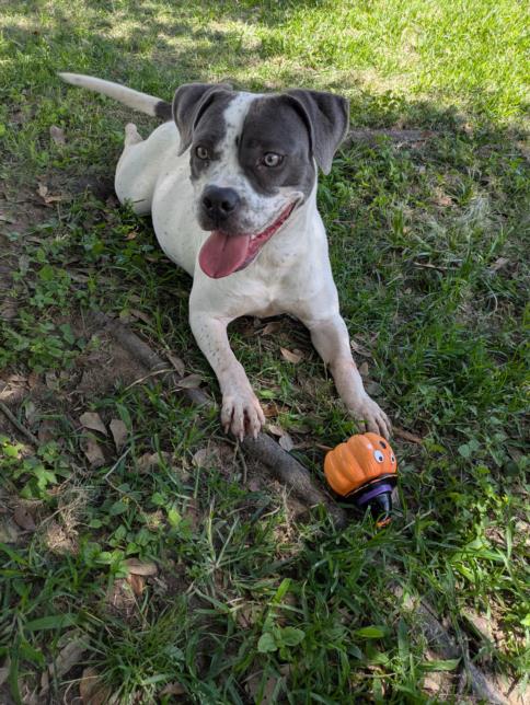 picture of the dog needing adoption