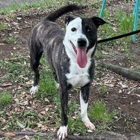 picture of the dog needing adoption