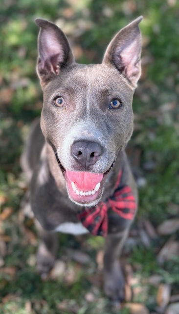 adoptable Dog in Texas City, TX named DIVER