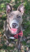 adoptable Dog in Texas City, TX named DIVER