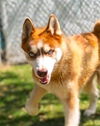 adoptable Dog in  named BRICK