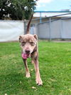 adoptable Dog in Texas City, TX named EMERALD MOONSTONE